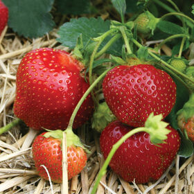 Strawberry Plants 4.5" Pot