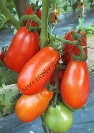 Tomato Plants (Cherry Varieties) 1 Gallon Pot