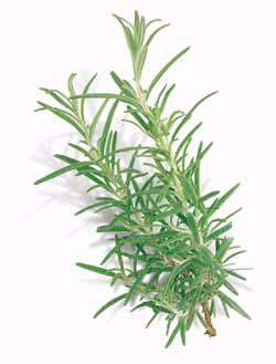 Rosemary Plant 3.5" pot