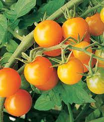 Tomato Plants (Cherry Varieties) 1 Gallon Pot