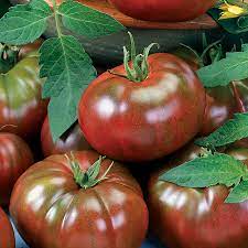 Tomato Plants (Heirloom Varieties) 1 gallon pot