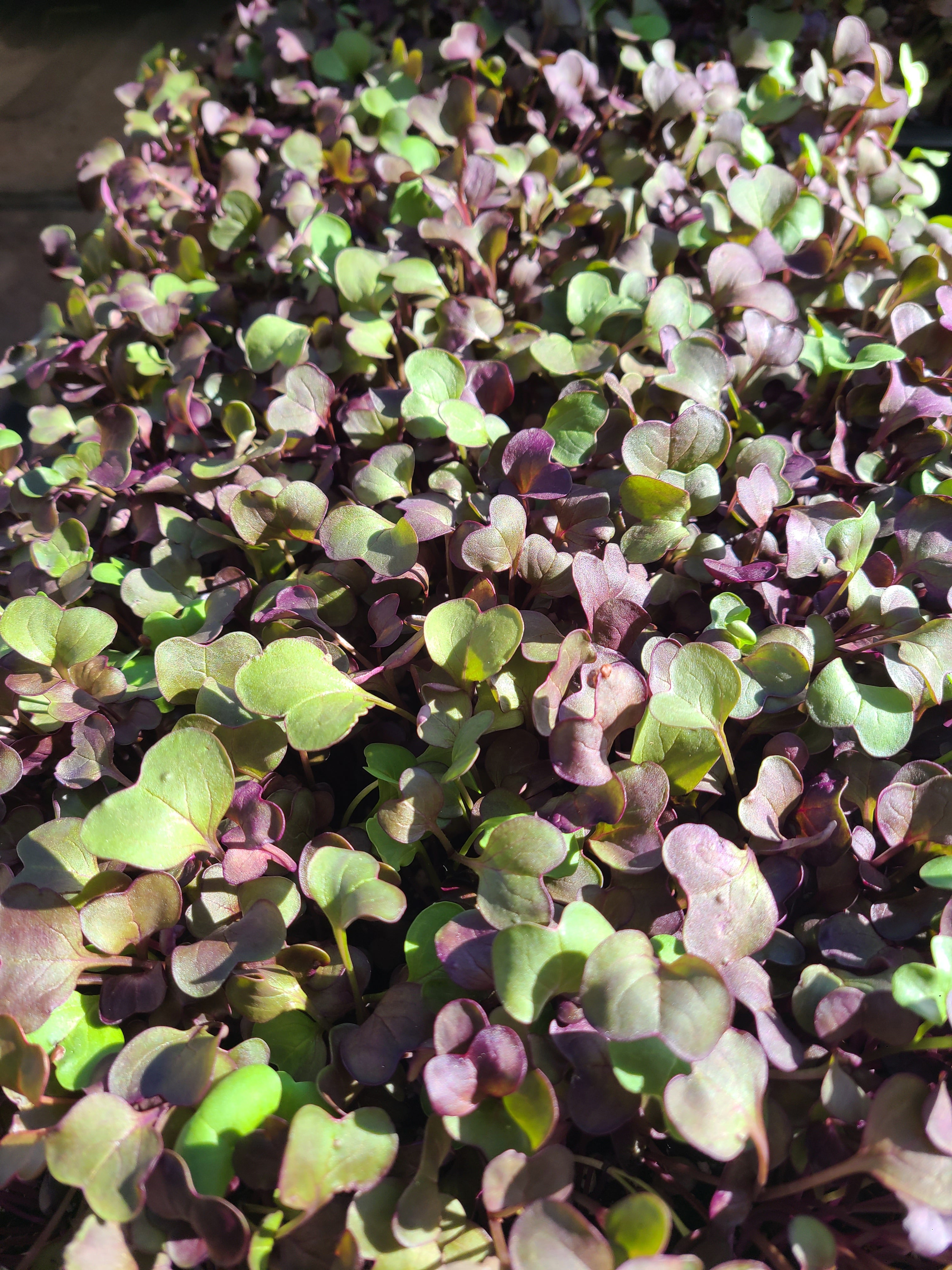 Micro greens, Red radish sprouts