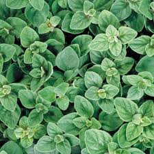 Greek Oregano