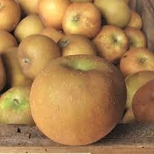 Apples, Russet