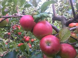 Apples, Florina