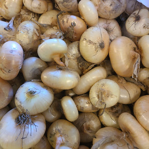 Onions, Cipollini dried