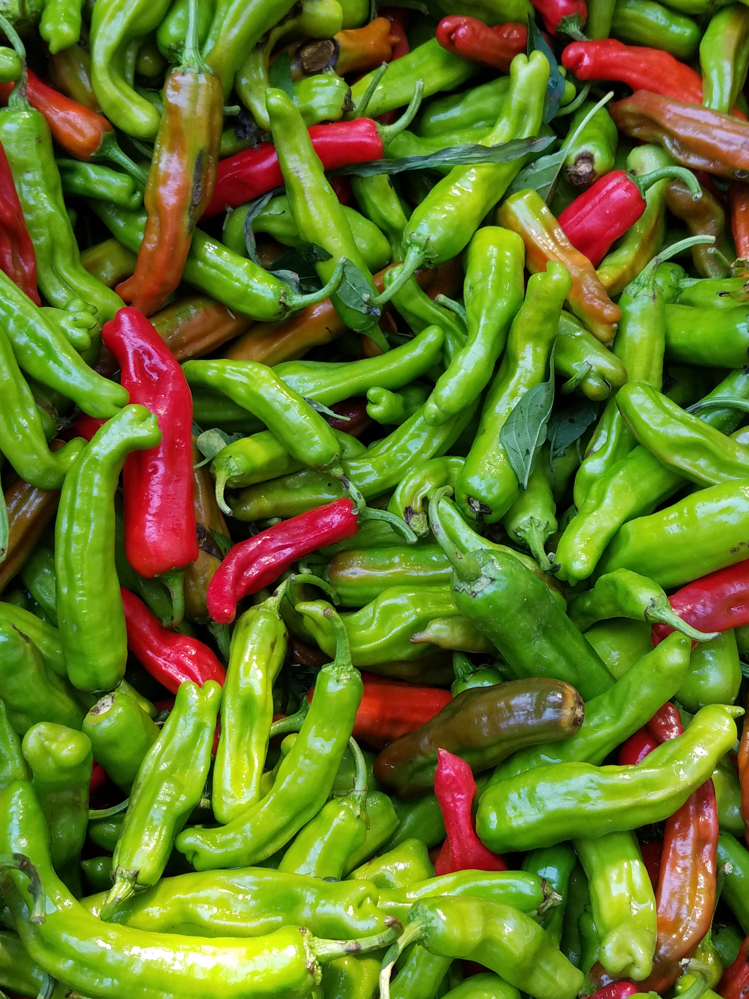 Pepper, Shishito