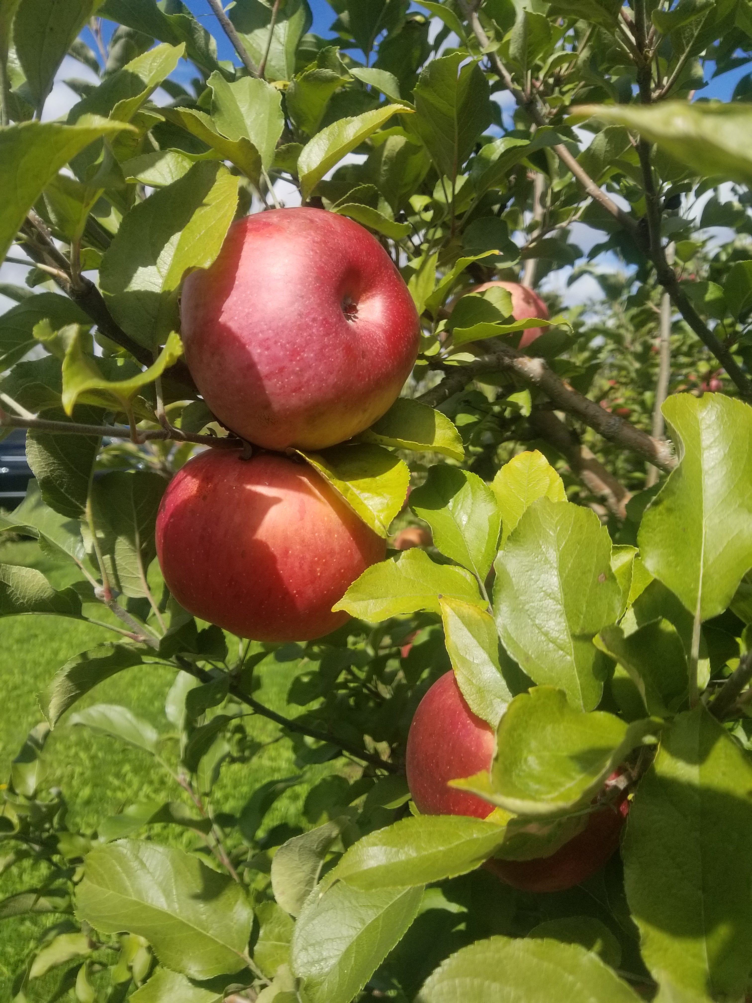 Apples, Northern Spy