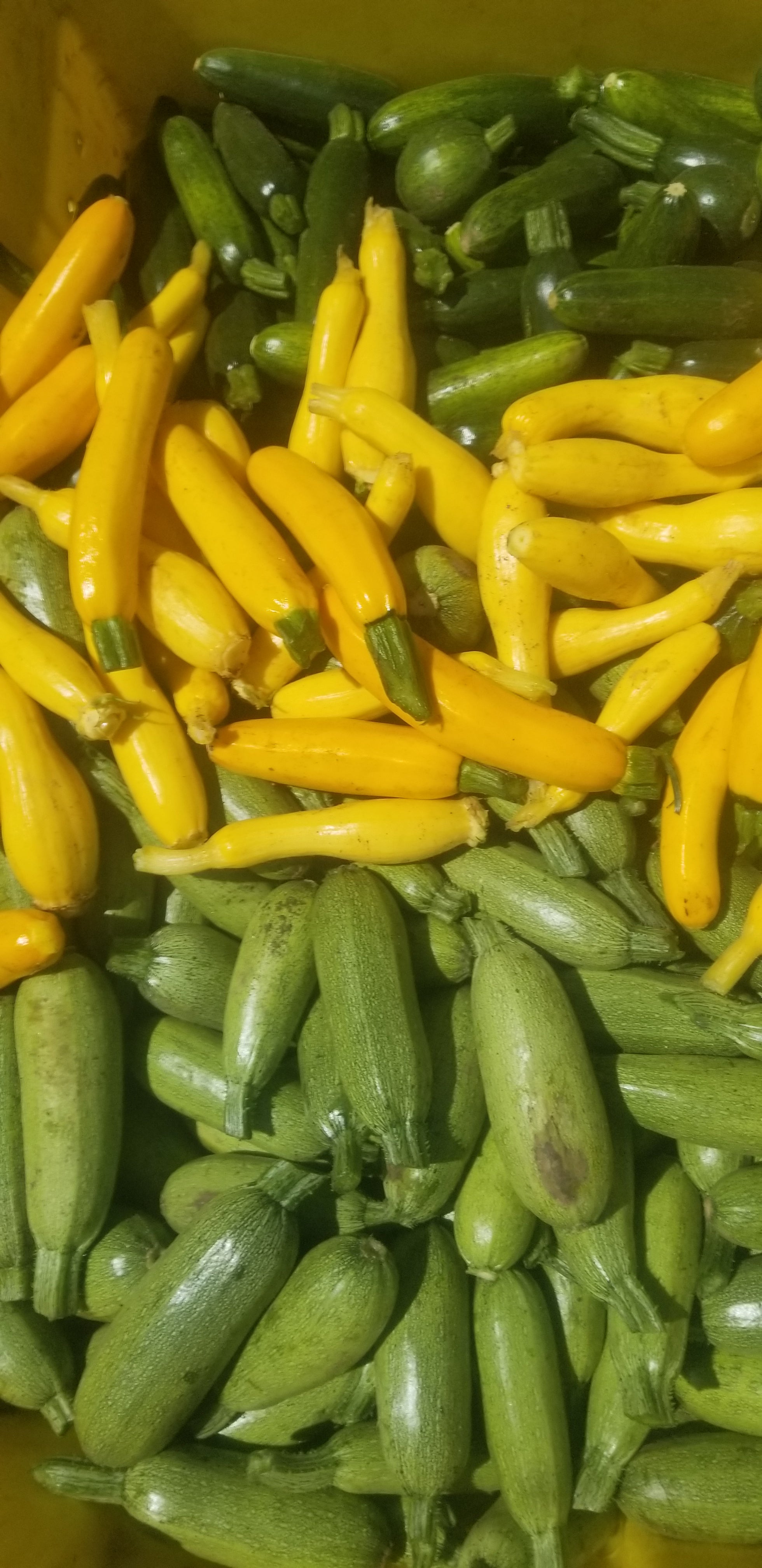 Summer Squash, Mixed Baby