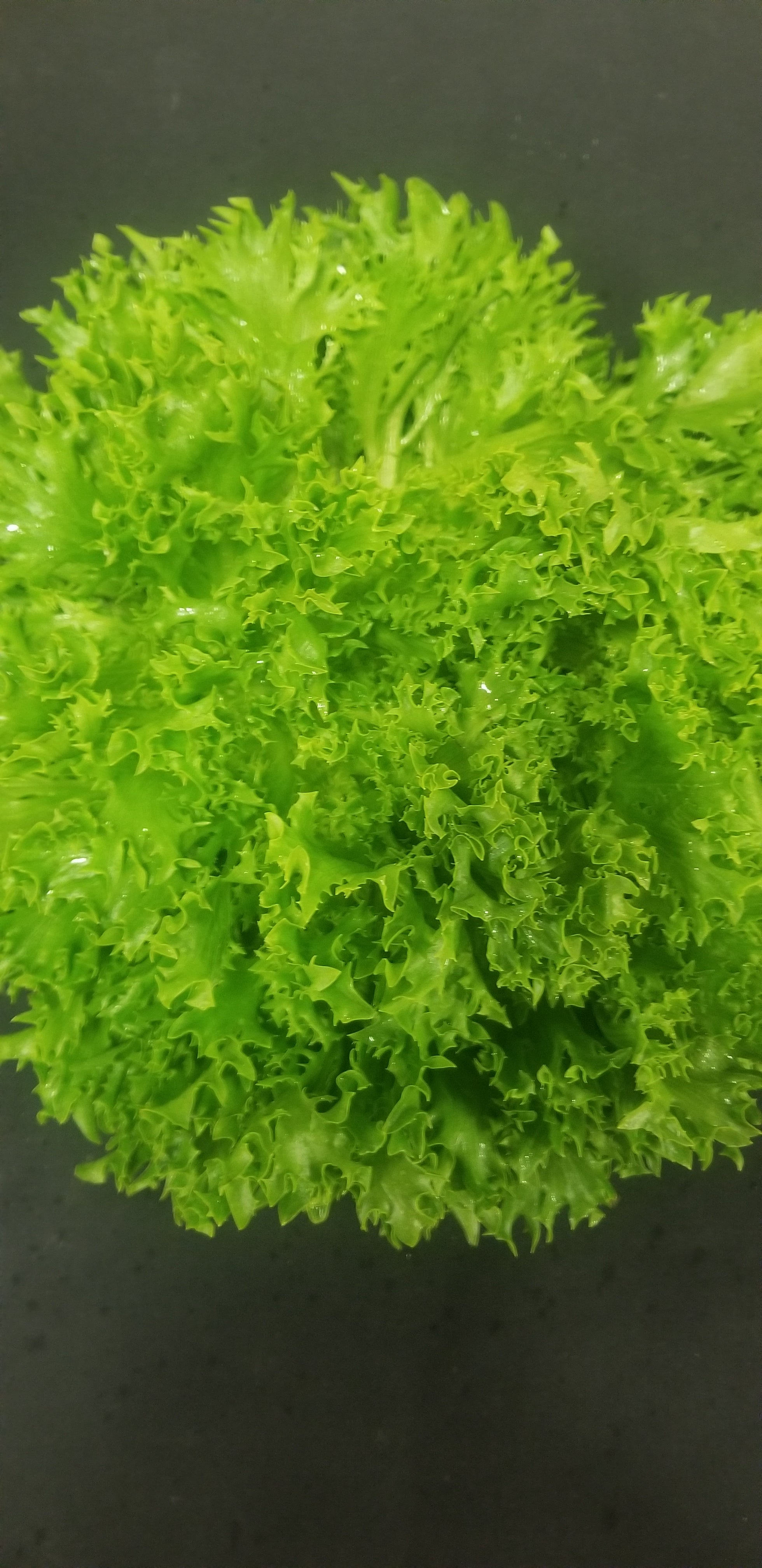Lettuce