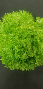Lettuce