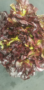 Lettuce