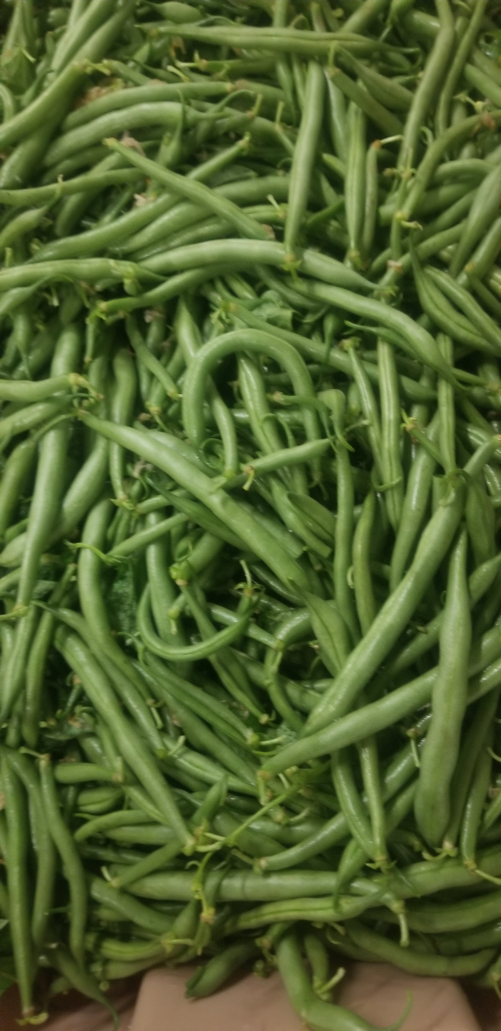 Beans, Green