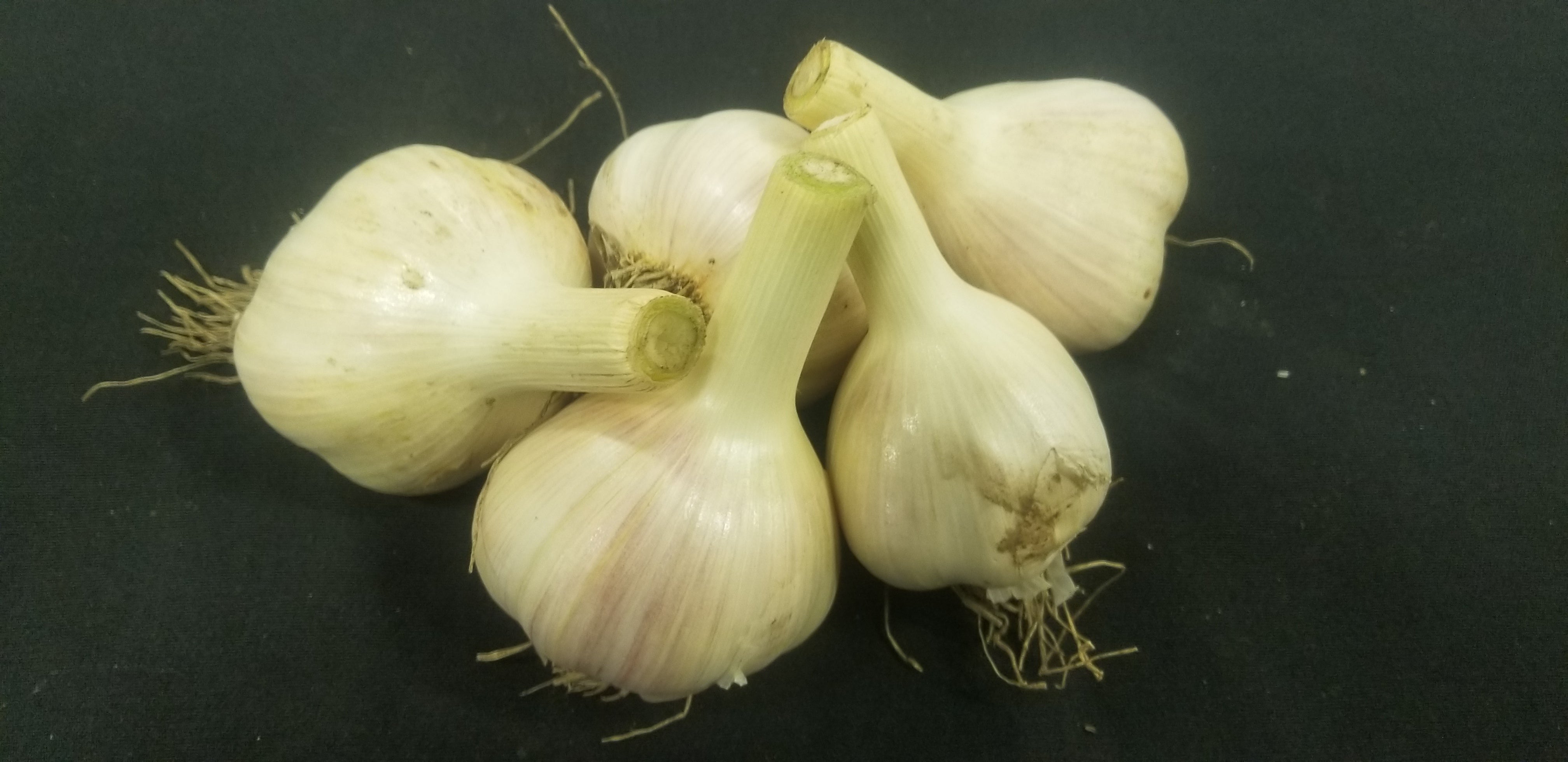 Fresh Garlic  2 heads