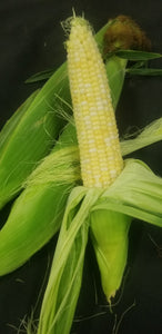 Sweet Corn