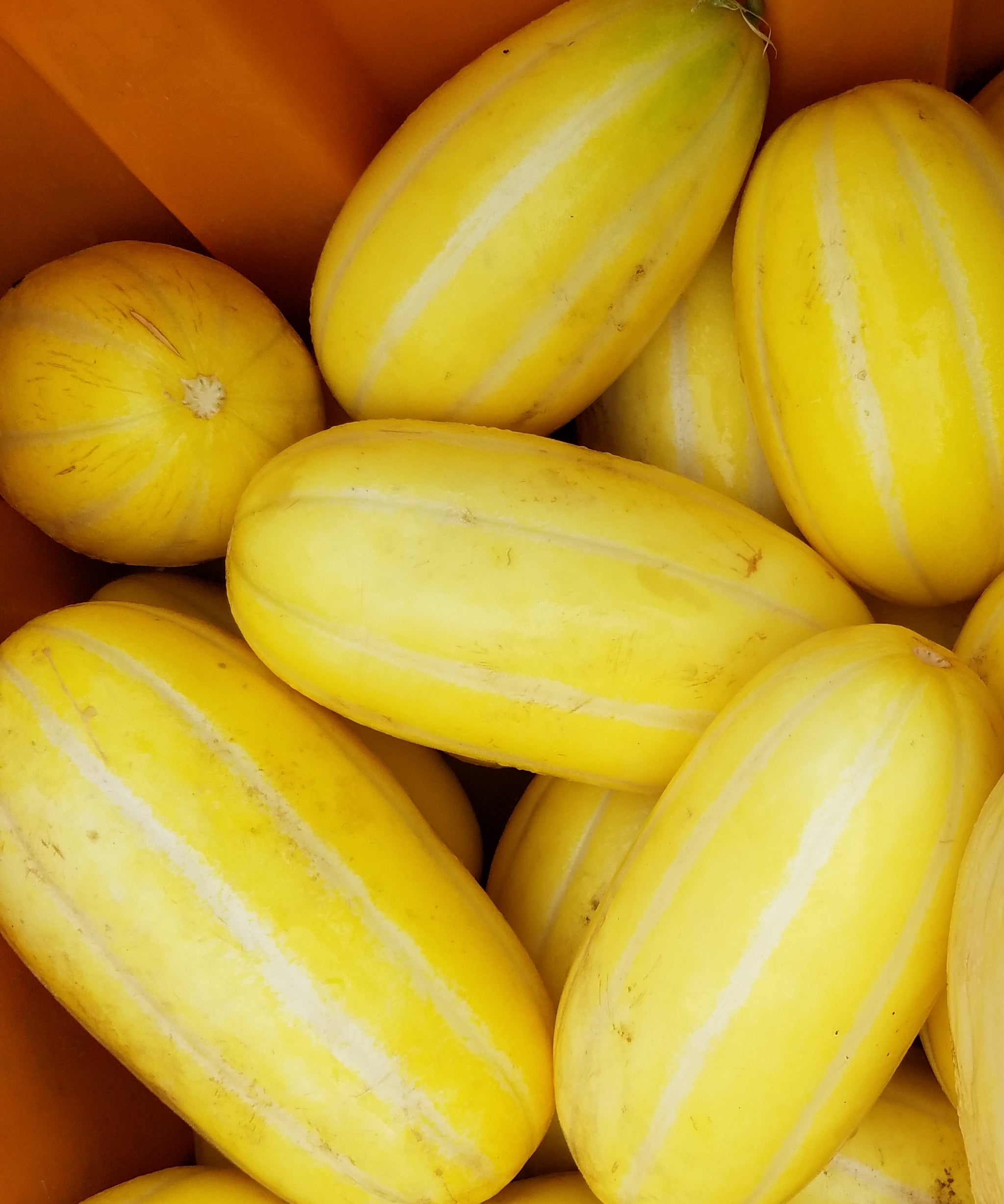 Melons