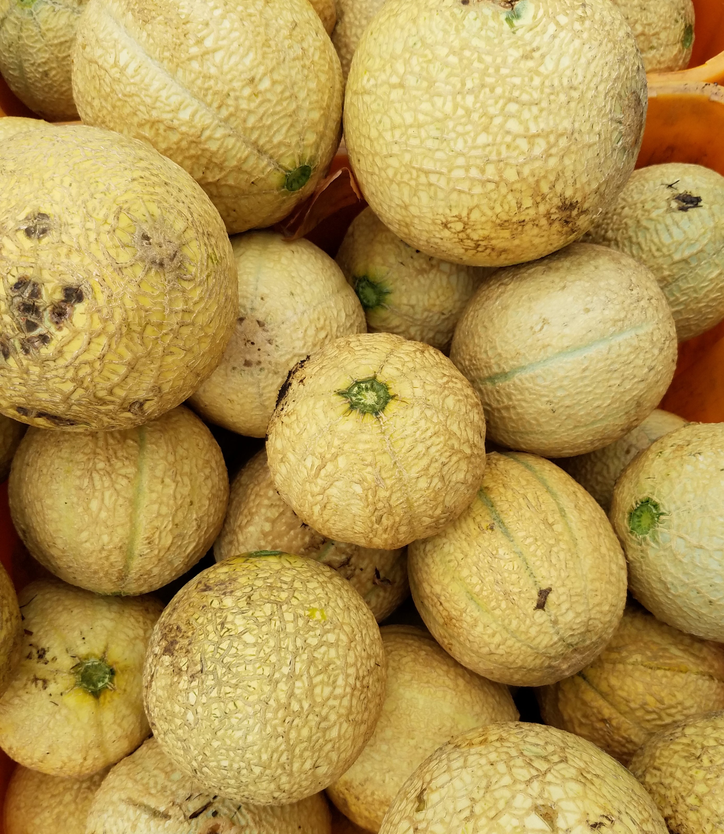 Melons
