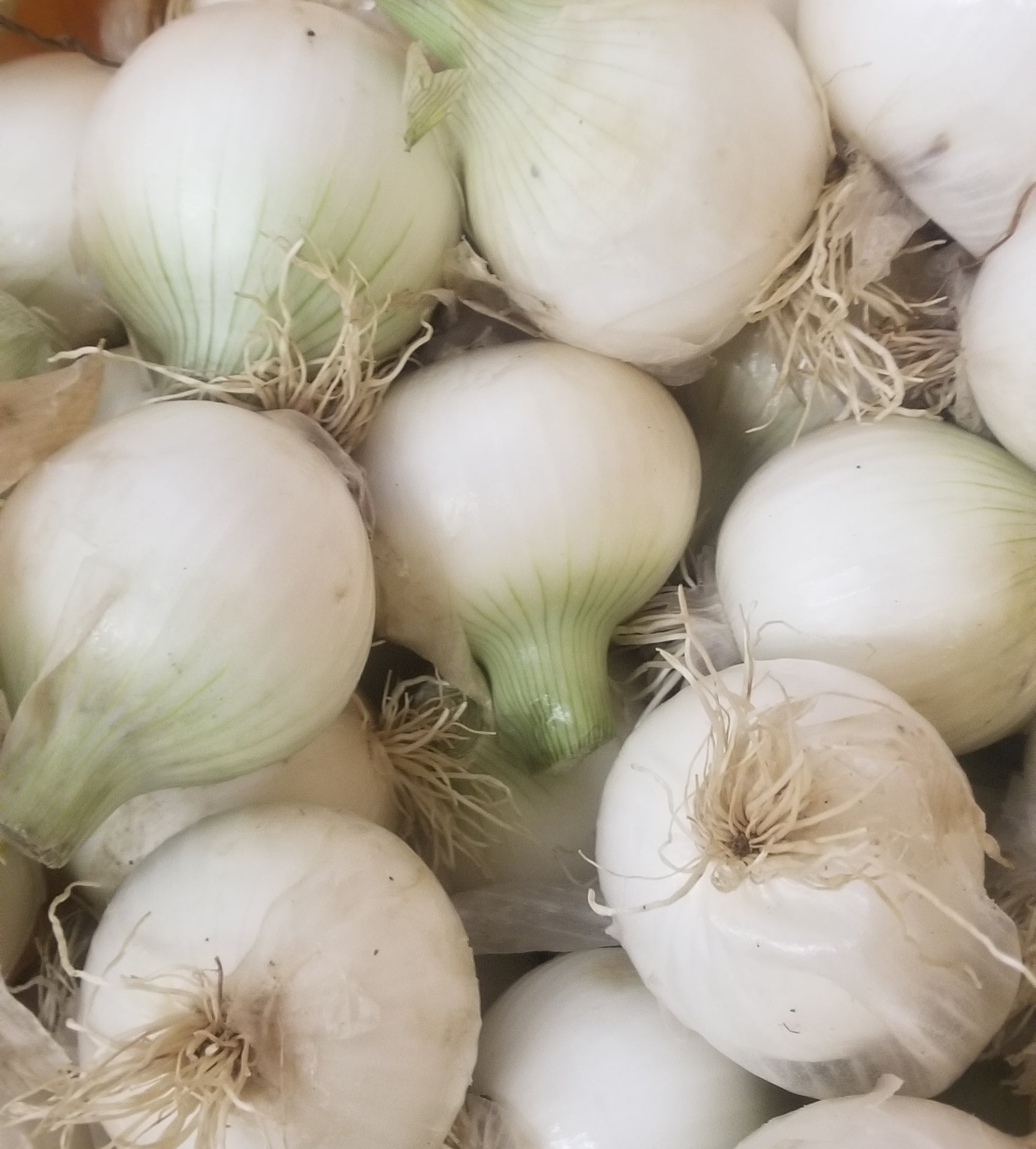 Onions, White Spanish