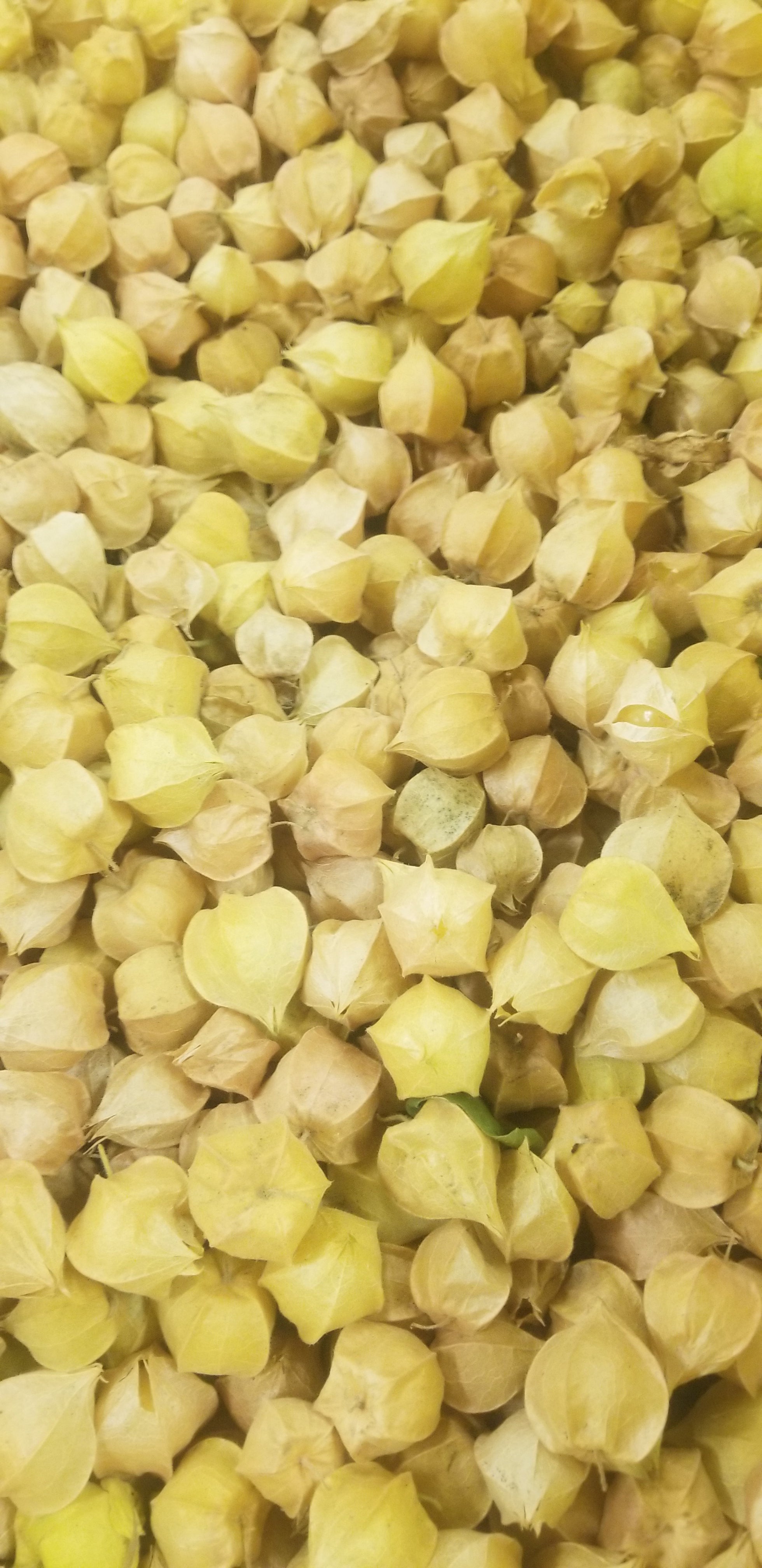Ground Cherries (Cape Gooseberries)
