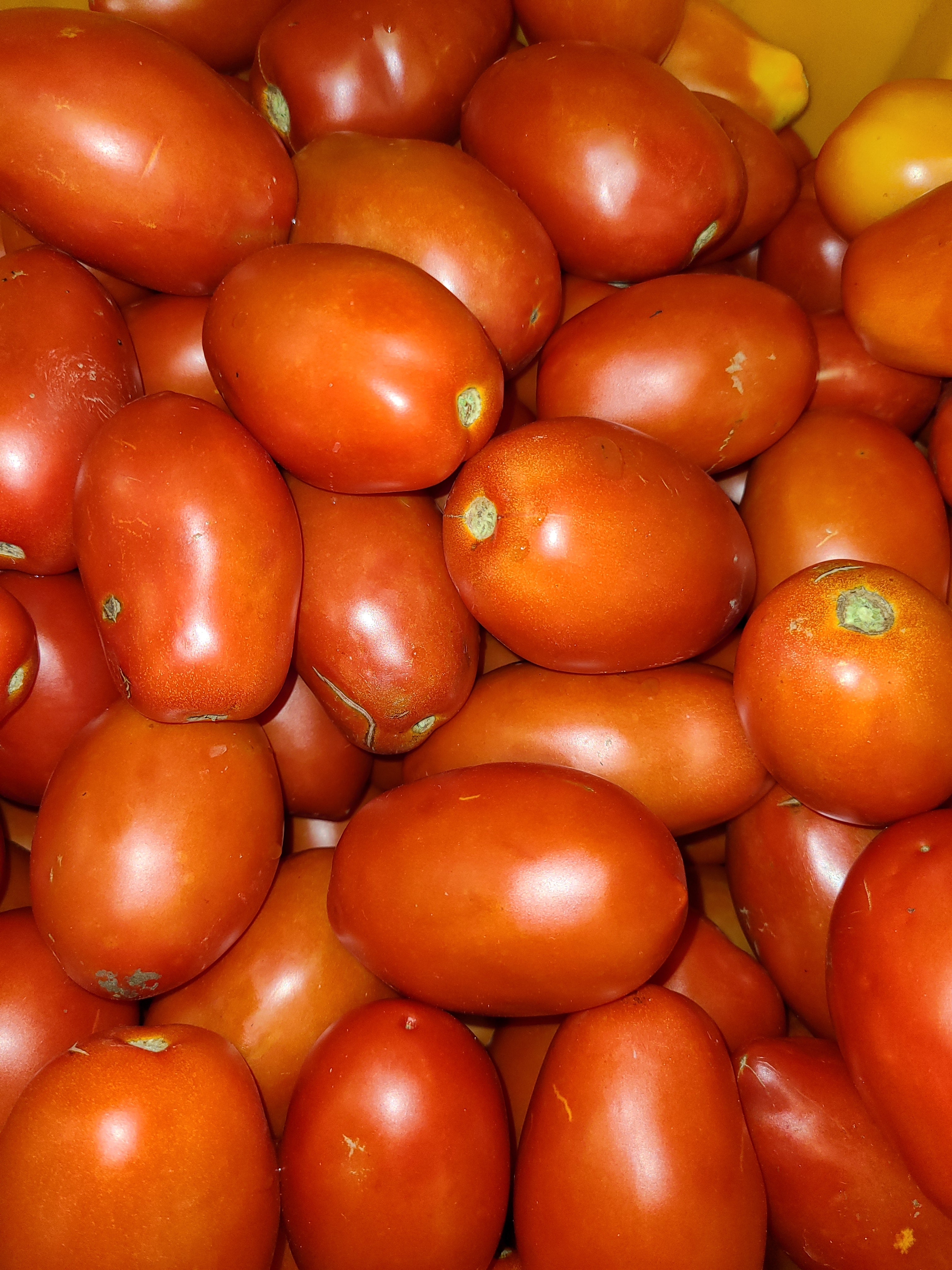 Tomatoes plum