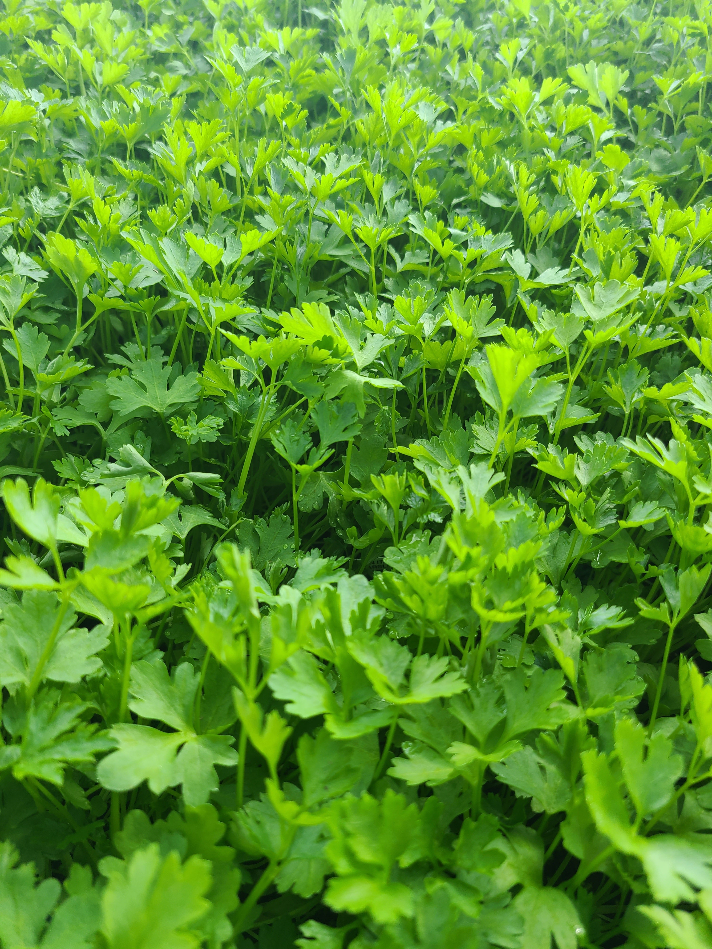 Italian parsley