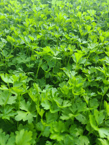 Italian parsley