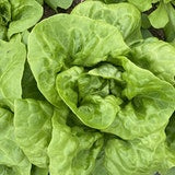 Lettuce