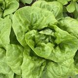 Lettuce
