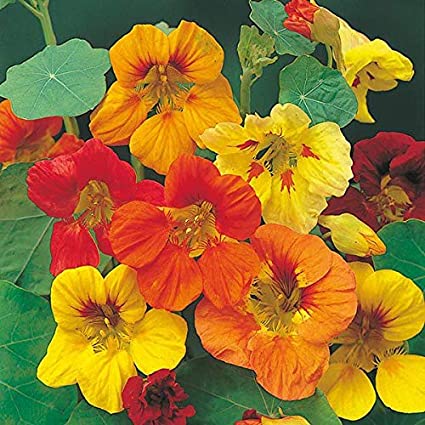 Nasturtium Flowers