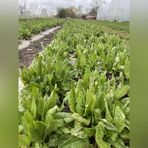 French Sorrel