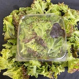 lettuce, Baby Mixed