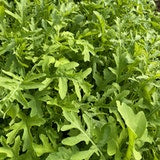 Arugula