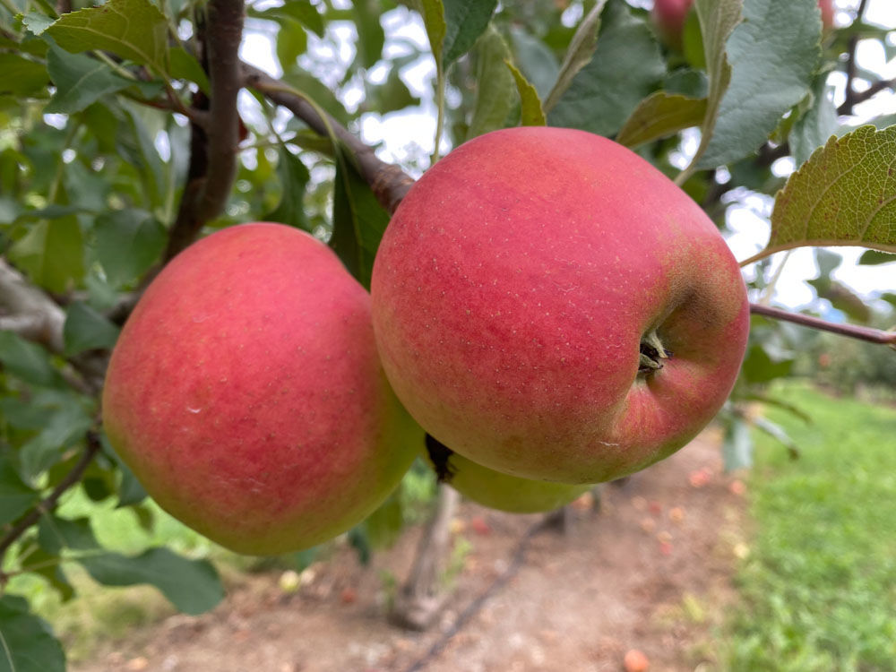 Apples, zestar