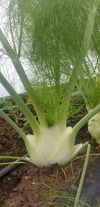 Fennel