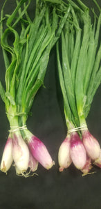 Onions, Tropea