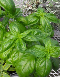 Basil, Italian Plants
