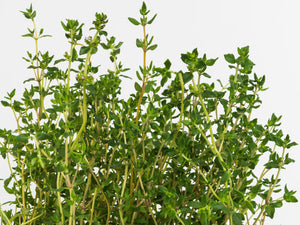 Thyme, English plants 3.5'' Pot