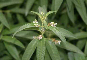 Lemon Verbena plant 3.5" pot