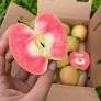 Apples, Hidden Rose