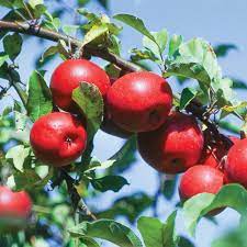 Apples, Rome