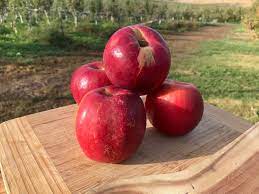 Apples, Dandee Red
