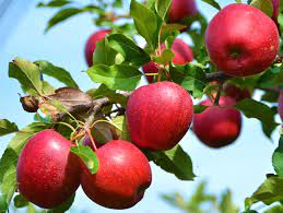 Apples, jonathans