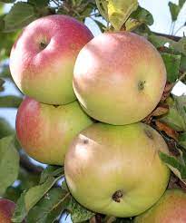 Apples, Jonamac