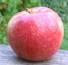 Apples, Melrose