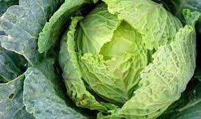 Cabbage, 3 varieties