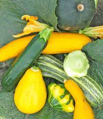 Summer Squash,  Medium sized 2lb bag