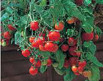Tomato Hanging Baskets Plants