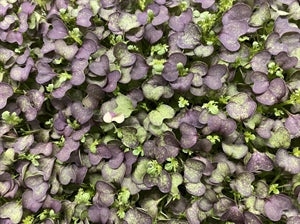 Micro Green, Spicy Red Mustard,