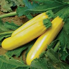 Summer Squash,  Medium sized 2lb bag