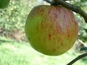 Apples, 20 Ounce